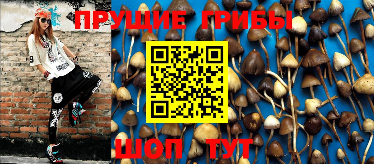 Галлюциногенные грибы GOLDEN TEACHER  продажа наркотиков  Тихорецк  Вход с VPN 